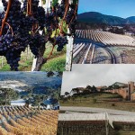 Conheça as vinícolas de Santa Catarina e apaixone-se!